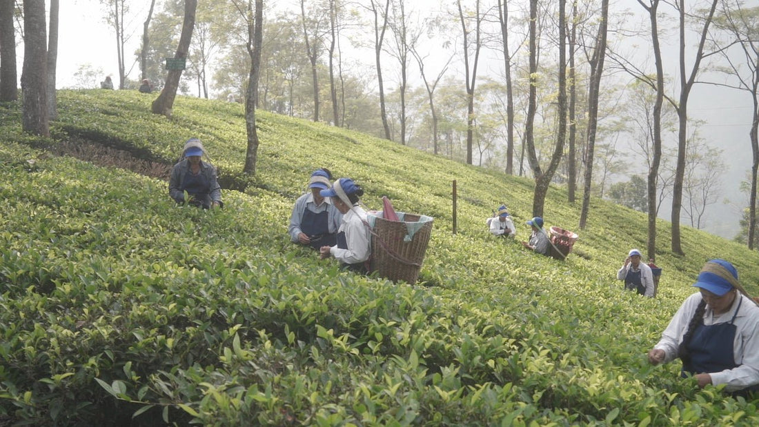 First Flush Tea: Spring’s Most Delicate and Coveted Brew - Namring Tea