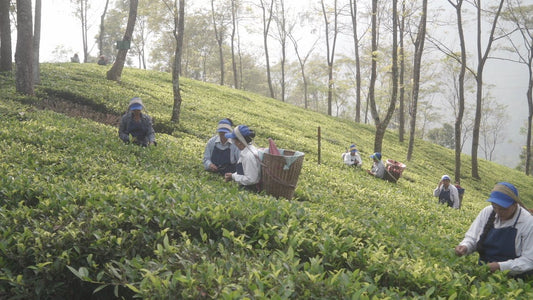 First Flush Tea: Spring’s Most Delicate and Coveted Brew - Namring Tea